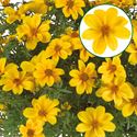 Bild von Bidens P12 Sixby Sun